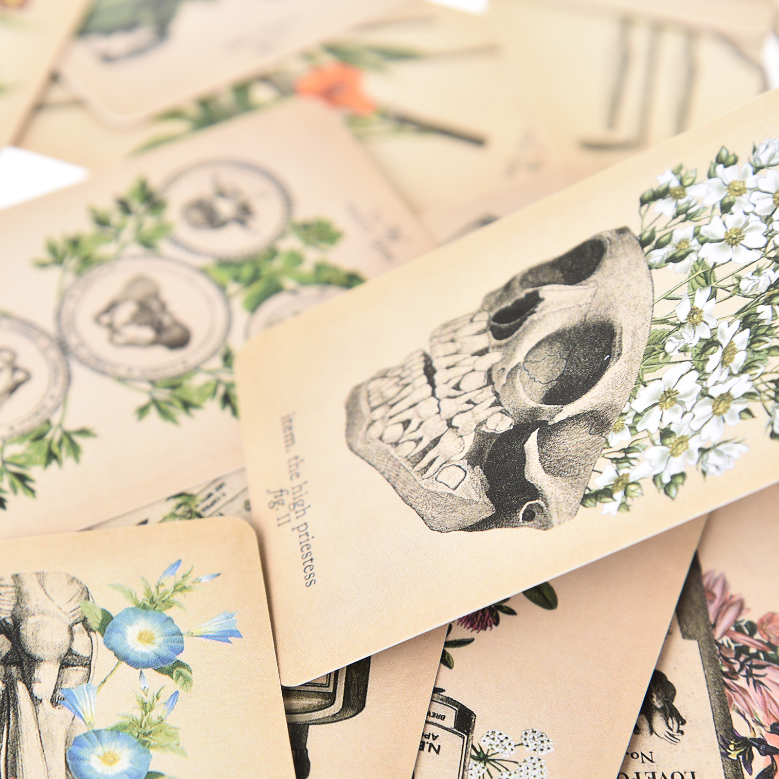The Antique Anatomy Tarot Card - مراجعة Board Game English وسعره