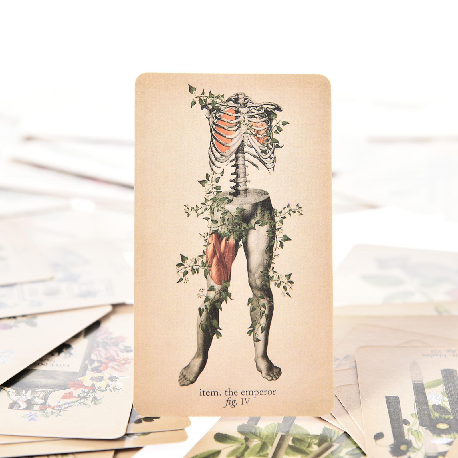 The Antique Anatomy Tarot Card - مراجعة Board Game English وسعره